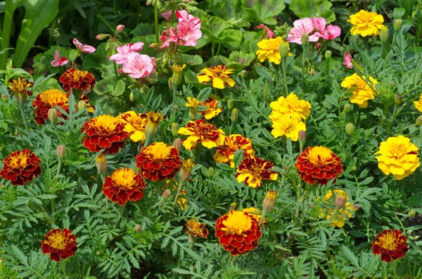 Marigolds Virágok Lat Tagetes Virágzik Egy Virágágyóban Kertben — Stock Fotó