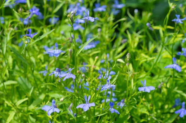 Flores Lobelia Azul Florece Jardín —  Fotos de Stock