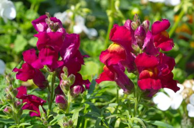 Snapdragon (lat. Antirrhinum) yakın çekim çiçekleri