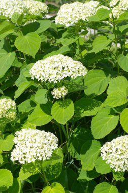 Bir yaz gününde bahçede Ortanca paniculata çiçek açar