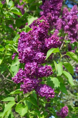 Bahar güneşli bir günde leylak bir çiçek bir dalı