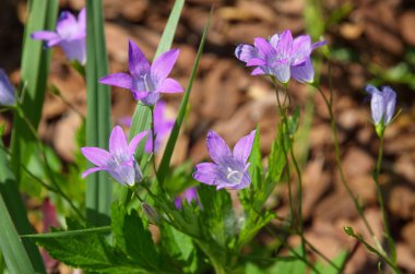 Çiçeklenme Bellflower (Campanula patula) yayma 