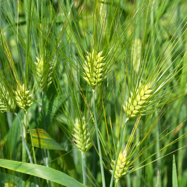 Green Ears Six Row Barley Closeup — Stock Photo, Image