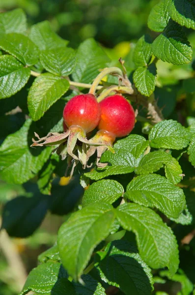枝に熟した野生のバラの果実 — ストック写真
