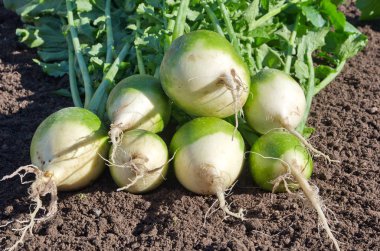 Yeşil (çince) turp yere yakın çekim