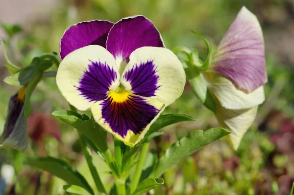 Viola Tricolor Floresce Jardim Dia Verão — Fotografia de Stock