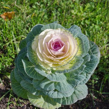 Çiçek tarhında dekoratif lahana