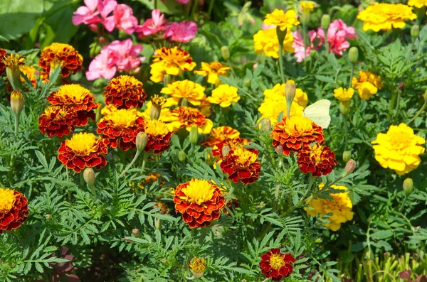 Яркие Мариголды Цветов Лат Tagetes Цветут Клумбе — стоковое фото