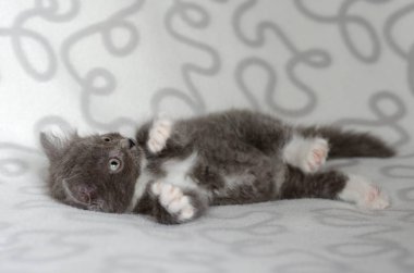 Beyaz bir battaniye nin üzerinde yatan küçük gri kedi yavrusu