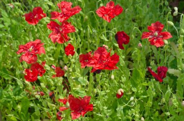 Kırmızı haşhaş yaz bahçesinde çiçek