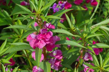 Blooming Balsamine bahçe yakın