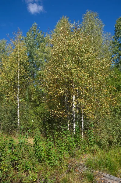 Herfstlandschap Met Berken Het Bos — Stockfoto