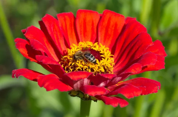 Lebah Pada Bunga Merah Seng Close — Stok Foto