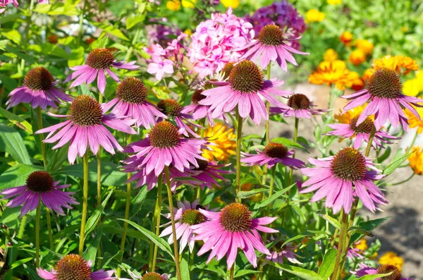 Virágzó Echinacea Purpurea Lat Echinacea Purpurea Nyári Kertben — Stock Fotó