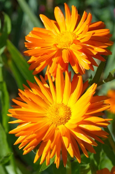 Flowering Calendula Lat Calendula Officinalis Close — Stock Photo, Image