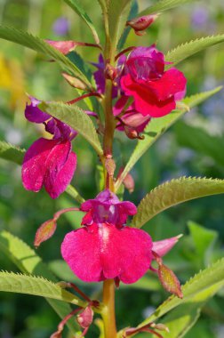 Bahçe balsamı çiçeği (Lat. Impatiens balsamina) Yakın plan