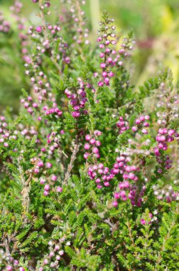 Çiçek açan sıradan Heather (lat. Calluna vulgaris) Yakın plan