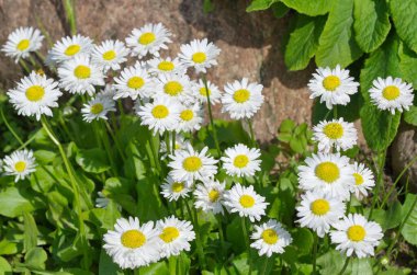 Çiçekli papatyalar (lat. Bellis perennis) bahçede