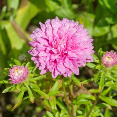 Bahçede açan pembe Aster, yakın plan.