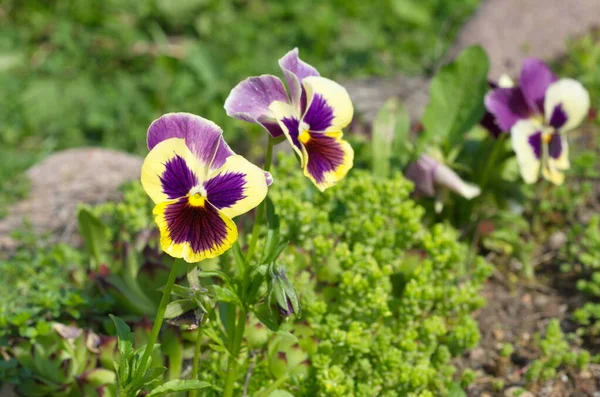 Viola Tricolor Eller Penséer Blommar Trädgården — Stockfoto