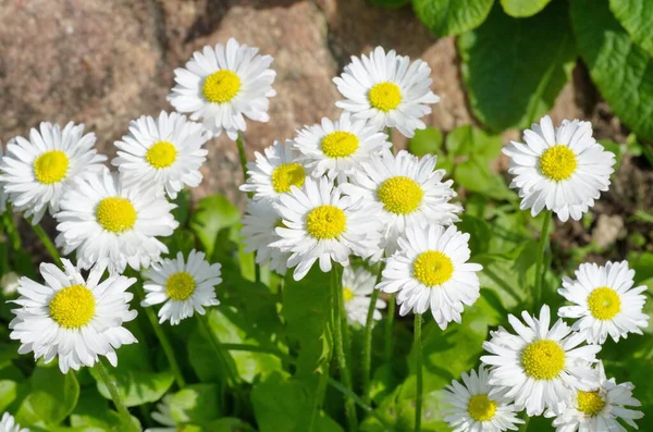 Fehér Margaréták Lat Bellis Perennis Virágzik Tavasszal Kertben — Stock Fotó