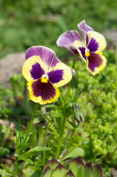 Virágzó Viola Tricolor Vagy Árvácskák Egy Virágágyáson Kertben — Stock Fotó