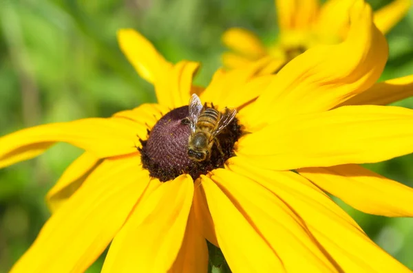 Sebuah Lebah Pada Bunga Kuning Rudbeckia Close — Stok Foto