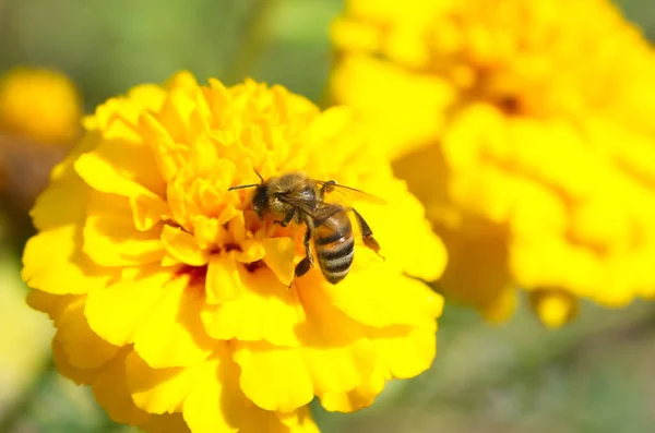 Lebah Mengumpulkan Nektar Pada Marigold Kuning Lat Tanda Tanda — Stok Foto