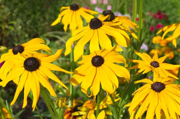 Yellow Rudbeckia Bloom Garden Summer Day — Stock Photo, Image