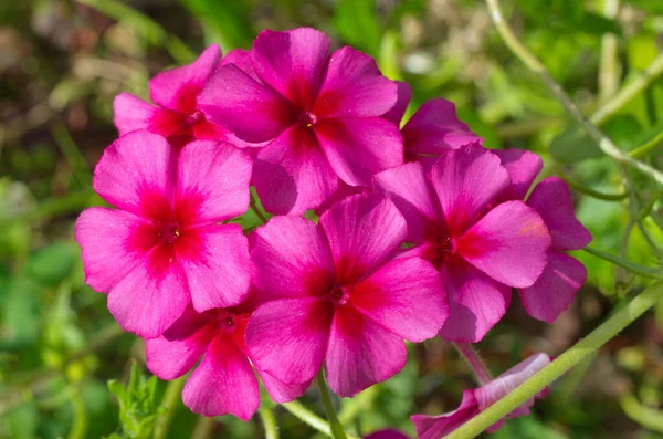 Fioritura Cremisi Phlox Vicino — Foto Stock