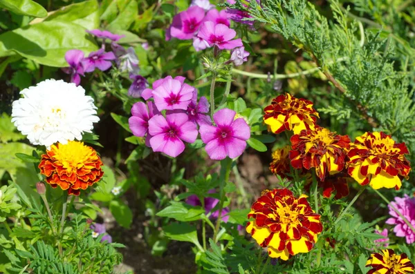 Flores Jardim Florescem Canteiro Flores Dia Verão — Fotografia de Stock