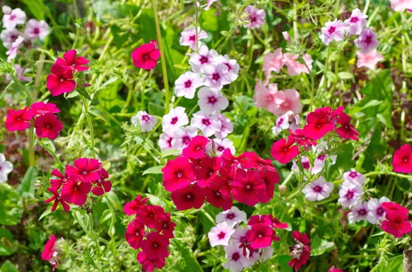 Flor Phlox Anual Rosa Roja Jardín Verano —  Fotos de Stock