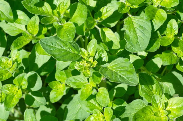 Hojas Orégano Lat Origanum Vulgare Fondo — Foto de Stock