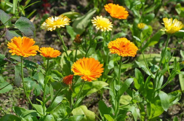 Kwiaty Calendula Lat Calendula Officinalis Ogrodzie — Zdjęcie stockowe