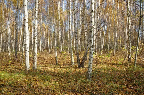 Herbstlandschaft Mit Birkenwald Einem Sonnigen Tag — Stockfoto