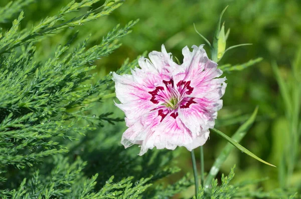 Cravo Chinês Lat Dianthus Chinensis Close Gotas Chuva — Fotografia de Stock