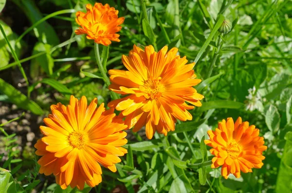 Narancssárga Naptárak Lat Calendula Officinalis Virágzik Kertben — Stock Fotó