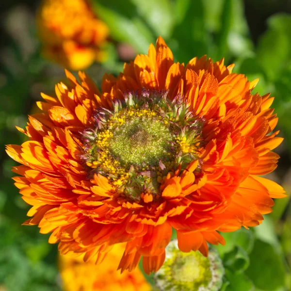 Calendula varieties of the 