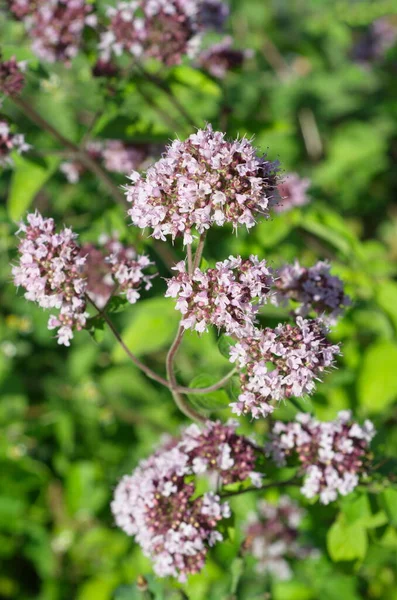 Oregano Lat 金银花在花园里盛开 — 图库照片