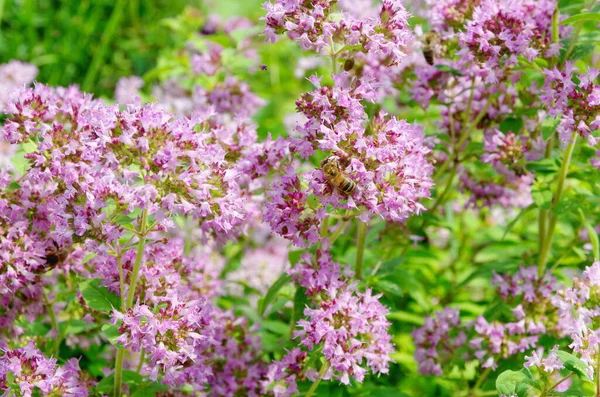 蜂はオレガノの花に蜜を集める オルガニウム ヴァルガレ — ストック写真