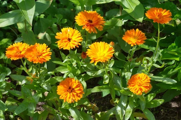 花开的特里金盏花lat 在夏日花园的花坛上长满了金黄色的花 图库照片 C Koromelena Yandex Ru