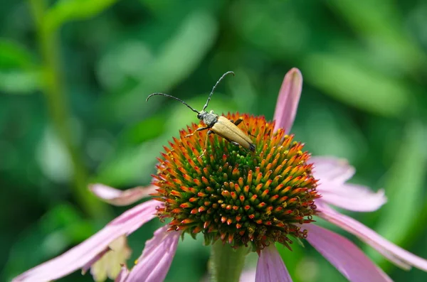 Red Leptura Lat Stictoleptura Rubra Seekor Kumbang Jantan Dalam Keluarga — Stok Foto