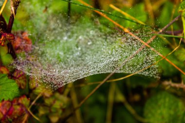 Kırmızı ahududu yaprak yağmur sonra üzerinde spaiderwed