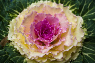 pembe ve beyaz lahana, süs