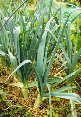 pırasa yerde yataklar
