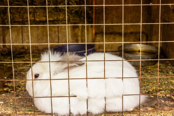 Großes Weißes Kaninchen Einem Quadratischen Käfig — Stockfoto