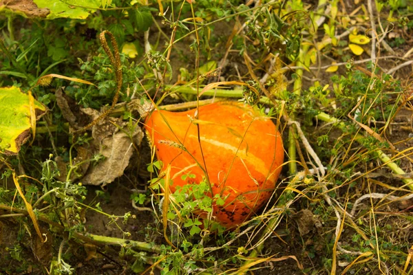 Grande Citrouille Orange Dans Herbe — Photo