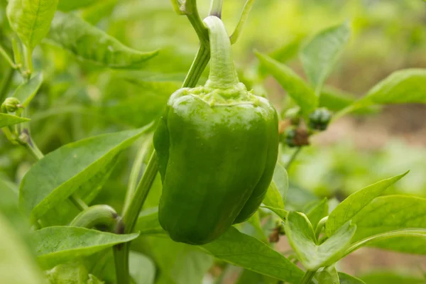Groene Paprika Een Struik — Stockfoto