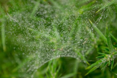 örümcek ağı üzerinde yağmur sonra yeşil rosematyn