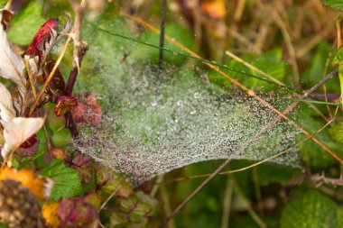 spiderwed kırmızıya yağmur sonrası yol açar.